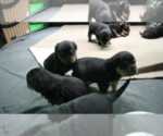 Small Photo #11 Rottweiler Puppy For Sale in ROSEBURG, OR, USA