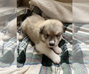 Alaskan Malamute-Great Pyrenees Mix Puppy for sale in BOONVILLE, NY, USA