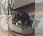 Small Mutt