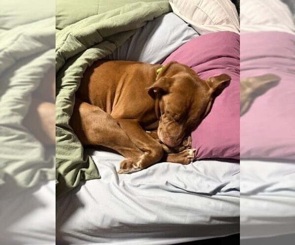 Medium Photo #27 American Pit Bull Terrier-Unknown Mix Puppy For Sale in Brewster, NY, USA