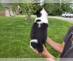 Small #10 American Corgi