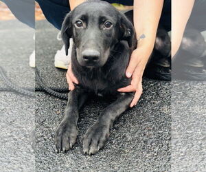 Labrador Retriever-Unknown Mix Dogs for adoption in Sterling, MA, USA