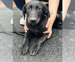 Small Labrador Retriever Mix
