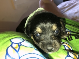 Chihuahua-Chorkie Mix Puppy for sale in SPARKS, NV, USA