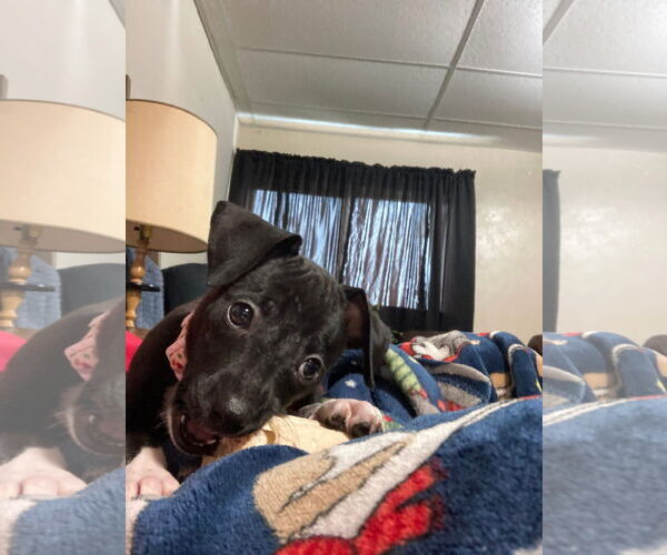 Medium Photo #4 Chihuahua-Unknown Mix Puppy For Sale in New London, WI, USA