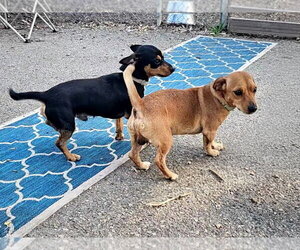 Luis and Leo - Male Chihuahua Dog for Adoption - Photo #4
