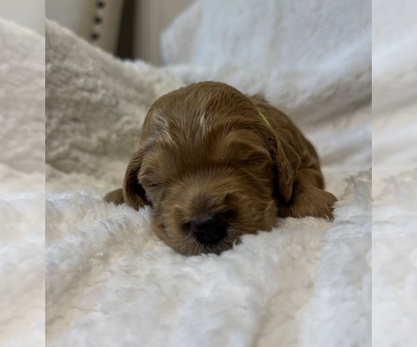 Medium Photo #12 Goldendoodle Puppy For Sale in DELAND, FL, USA