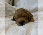 Small #11 Goldendoodle