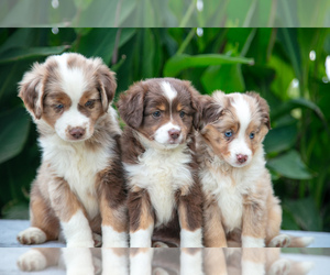 Miniature Australian Shepherd Litter for sale in CHRISTIANA, PA, USA