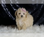 Small #5 Maltipoo