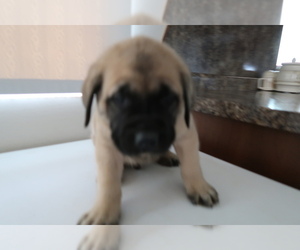 Mastiff Puppy for sale in FORT WAYNE, IN, USA