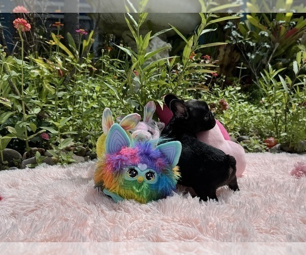 Medium Photo #12 French Bulldog Puppy For Sale in LEHIGH ACRES, FL, USA