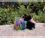 Small #11 French Bulldog