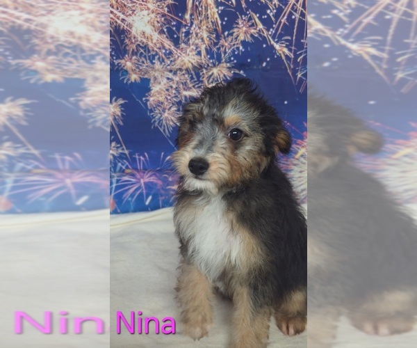 Medium Photo #1 Australian Shepherd-Poodle (Toy) Mix Puppy For Sale in AZLE, TX, USA