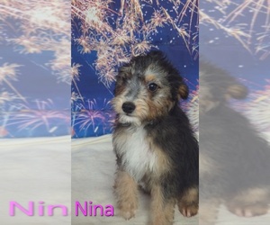 Australian Shepherd-Poodle (Toy) Mix Puppy for sale in AZLE, TX, USA