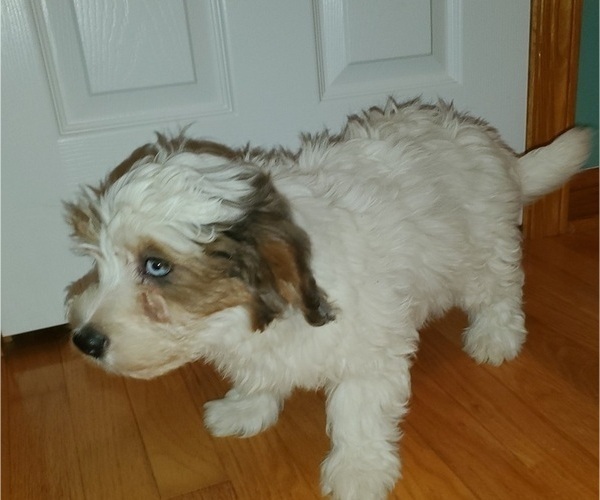 Medium Photo #8 Bernedoodle (Miniature) Puppy For Sale in LEETONIA, OH, USA