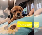 Puppy Munster French Bulldog-Poodle (Miniature) Mix
