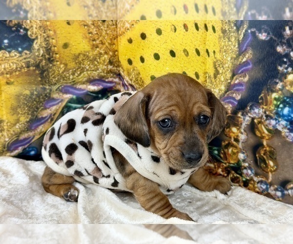 Medium Photo #18 Dachshund Puppy For Sale in CASSVILLE, MO, USA