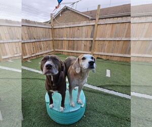 Gomer - Male American Foxhound-Unknown Mix Dog for Adoption - Photo #2