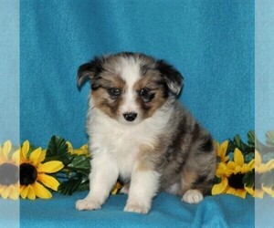 Australian Shepherd Puppy for sale in STRASBURG, PA, USA