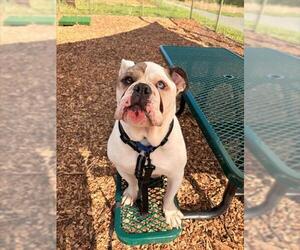 Bulldog Dogs for adoption in Waterford, VA, USA