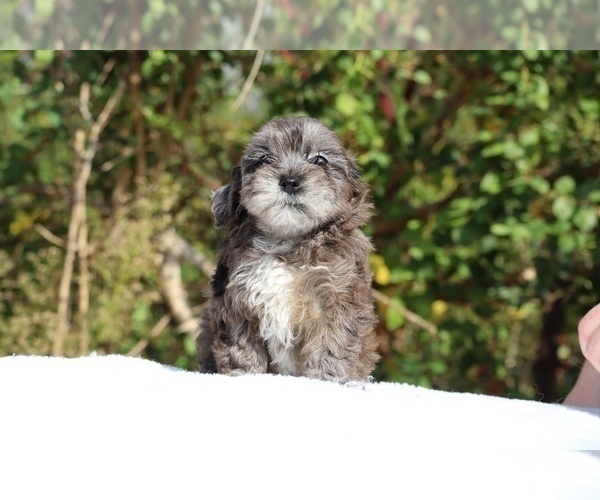 Medium Photo #9 ShihPoo Puppy For Sale in DYERSBURG, TN, USA