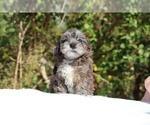 Small #8 ShihPoo