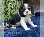 Small Cavalier King Charles Spaniel