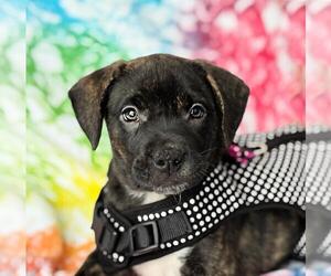 Boxador Dogs for adoption in Spring Lake, NJ, USA