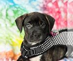 Small Boxador