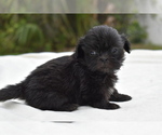 Small #2 Shih Tzu