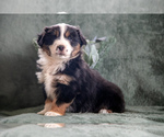 Puppy Florence Miniature Australian Shepherd