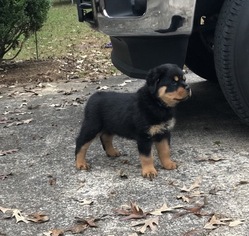 Rottweiler Puppy for sale in MOORESBORO, NC, USA