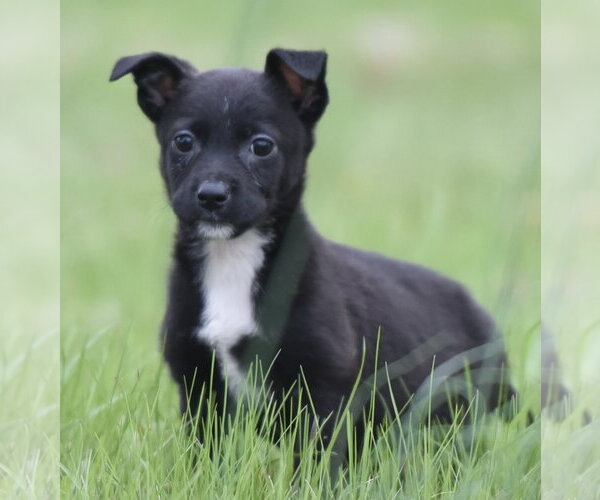 Medium Photo #3 Chihuahua-Unknown Mix Puppy For Sale in Mechanicsburg, PA, USA