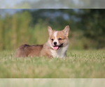 Small Photo #5 Pembroke Welsh Corgi Puppy For Sale in FORT MADISON, IA, USA