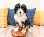 Small #4 Bernedoodle (Miniature)