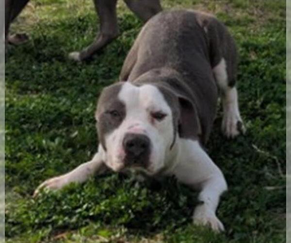 Medium Photo #2 Mutt Puppy For Sale in Texas City, TX, USA