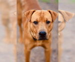Small American Pit Bull Terrier-Chinese Shar-Pei Mix