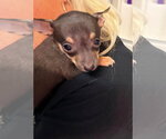 Small #1 Chihuahua Mix
