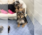 Small #14 Yorkshire Terrier
