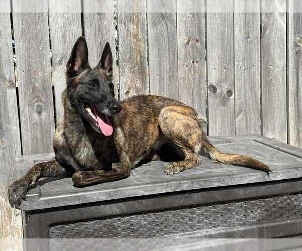 Medium Photo #2 - Mix Puppy For Sale in Imlay City, MI, USA