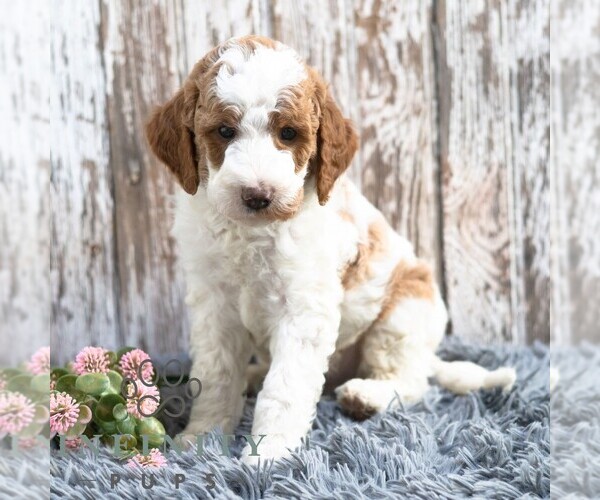 Medium Photo #3 Goldendoodle (Miniature) Puppy For Sale in SUNBURY, PA, USA