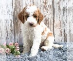 Small #2 Goldendoodle (Miniature)