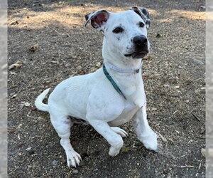 Mutt Dogs for adoption in Downey, CA, USA