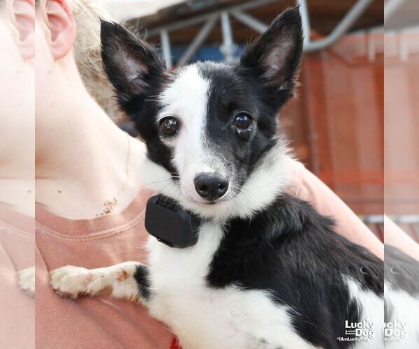 Medium Photo #1 Jack Russell Terrier-Unknown Mix Puppy For Sale in Washington, DC, USA