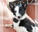 Small Jack Russell Terrier Mix