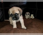 Small Photo #8 Mastiff Puppy For Sale in INDIANAPOLIS, IN, USA