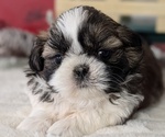 Small Photo #18 Shih Tzu Puppy For Sale in GOSHEN, IN, USA