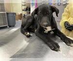 WILLOW - Female German Shepherd Dog Dog for Adoption - Small photo