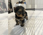 Small #3 Yorkshire Terrier